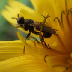 Thecophora propinqua