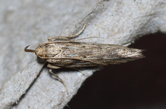 Metopleura potosi