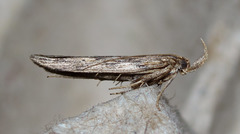 Metopleura potosi