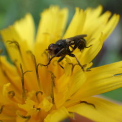 Thecophora propinqua