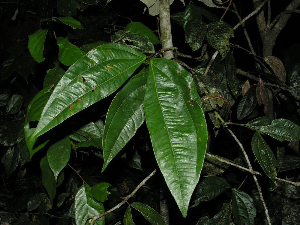 Calliandra grandifolia