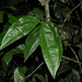 Calliandra grandifolia - Photo (c) Reinaldo Aguilar, some rights reserved (CC BY-NC-SA)