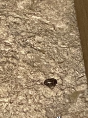 Arthropoda