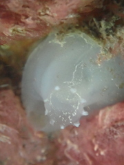 Ascidia mentula