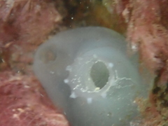 Ascidia mentula