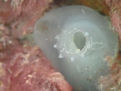 Ascidia mentula