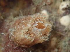 Aplidium turbinatum