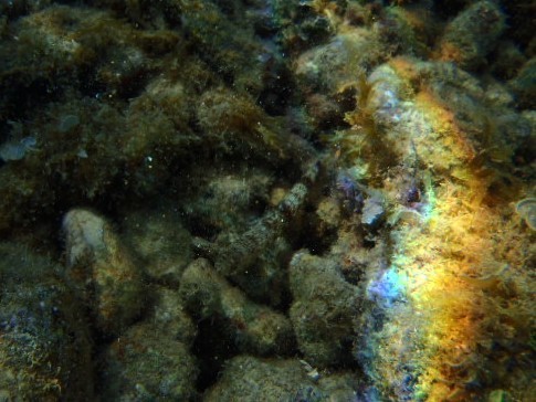 Synodontidae