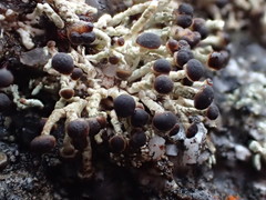 Stereocaulon gregarium