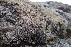 Stereocaulon gregarium