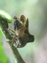 Telamona decorata