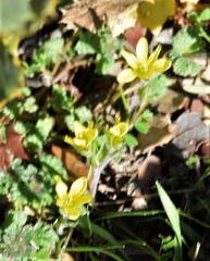 Gagea bohemica