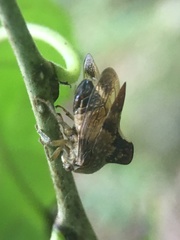 Telamona decorata