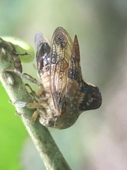 Telamona decorata