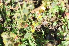 Gagea bohemica