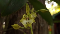 Epidendrum stamfordianum