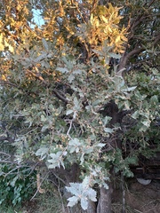 Quercus ithaburensis macrolepis