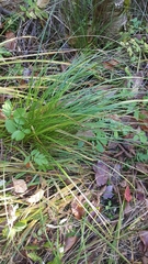 Carex baileyi