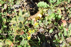 Ornithopus compressus