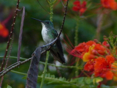 Chrysuronia leucogaster