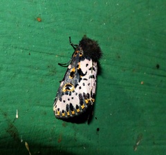 Xanthopastis timais