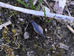 Neonemobius cubensis