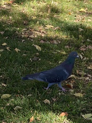 Columba livia domestica