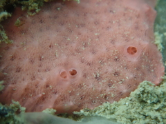 Aplysilla rosea