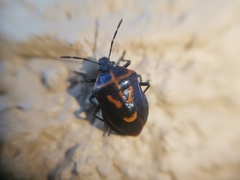 Comperocoris roehneri