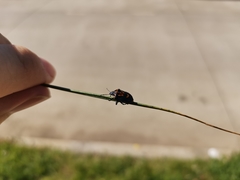 Comperocoris roehneri