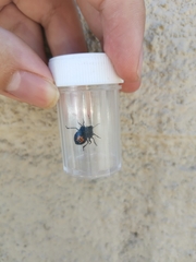 Comperocoris roehneri