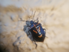 Comperocoris roehneri