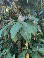 Miconia calvescens