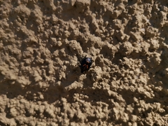 Comperocoris roehneri