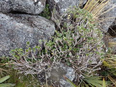 Brachyglottis bidwillii