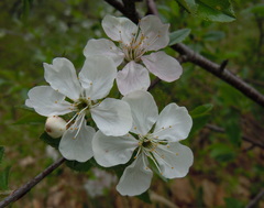 Prunus fruticosa