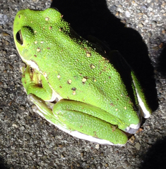 Hyla gratiosa