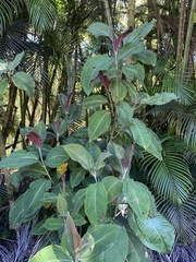 Miconia calvescens