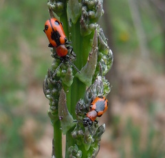 Crioceris quinquepunctata