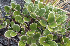 Brachyglottis bidwillii