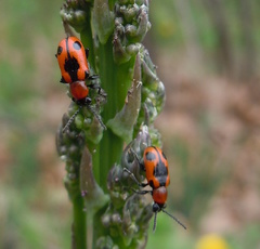Crioceris quinquepunctata