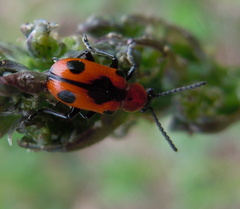 Crioceris quinquepunctata
