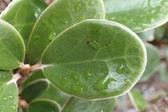 Brachyglottis bidwillii