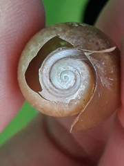 Akera bullata
