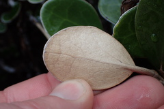 Brachyglottis bidwillii