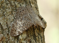 Hamadryas amphichloe