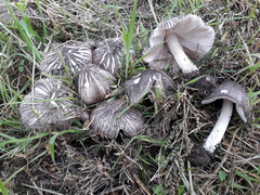 Pluteus ephebeus