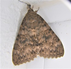 Catocala electilis