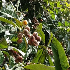 Chydarteres striatus