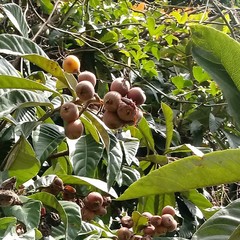 Chydarteres striatus